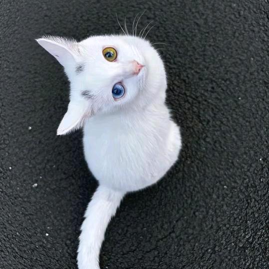 茉依