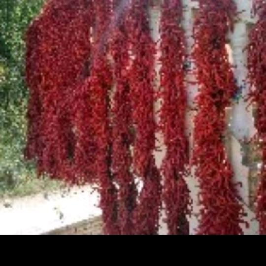 黄埔，陈，水果