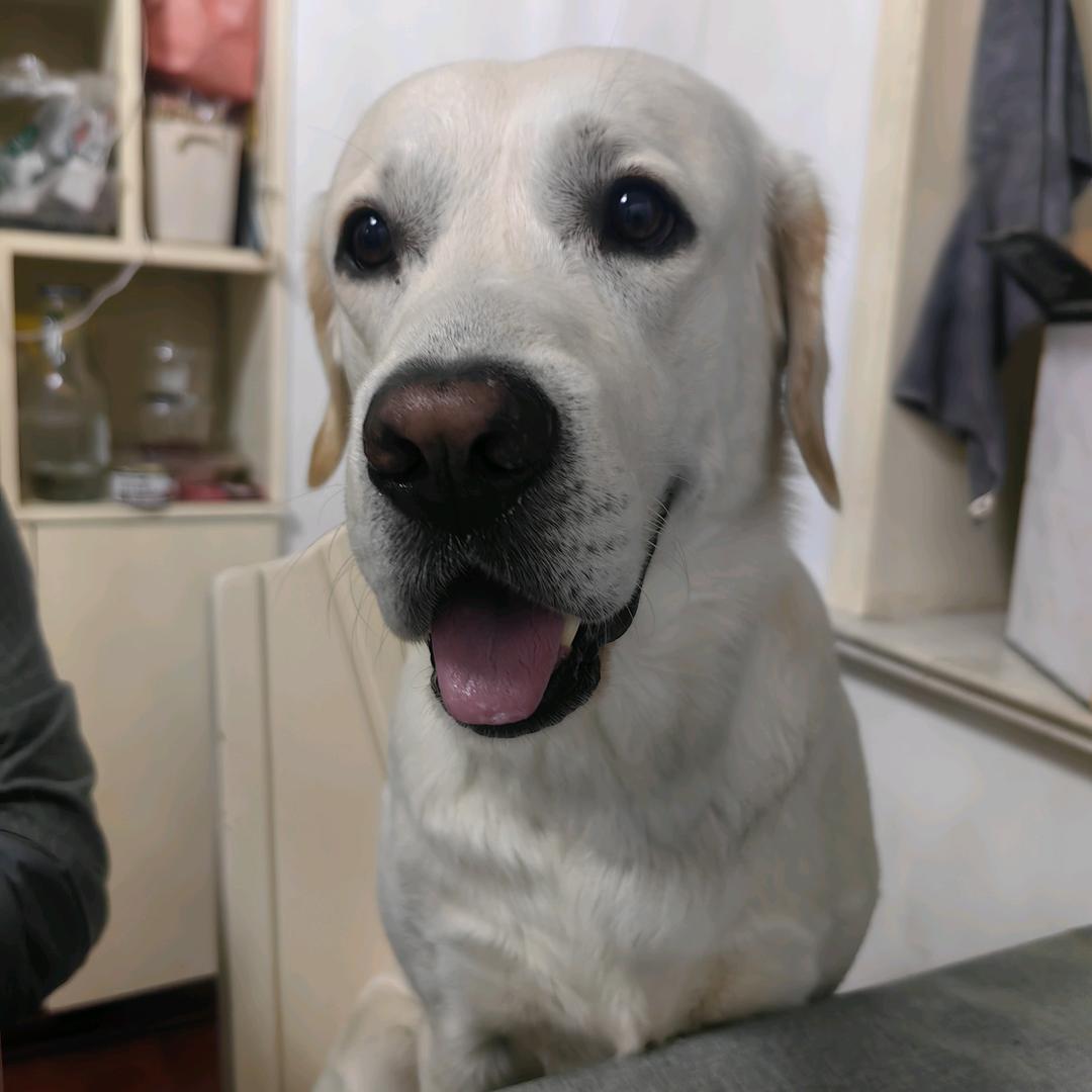 丁大帅是只男狗（橱窗有好物）