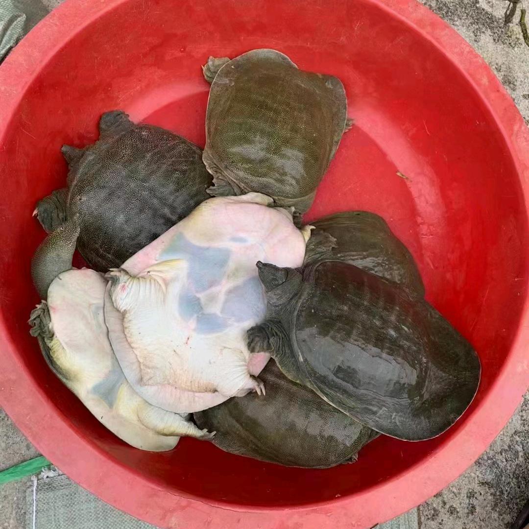 爬行天下