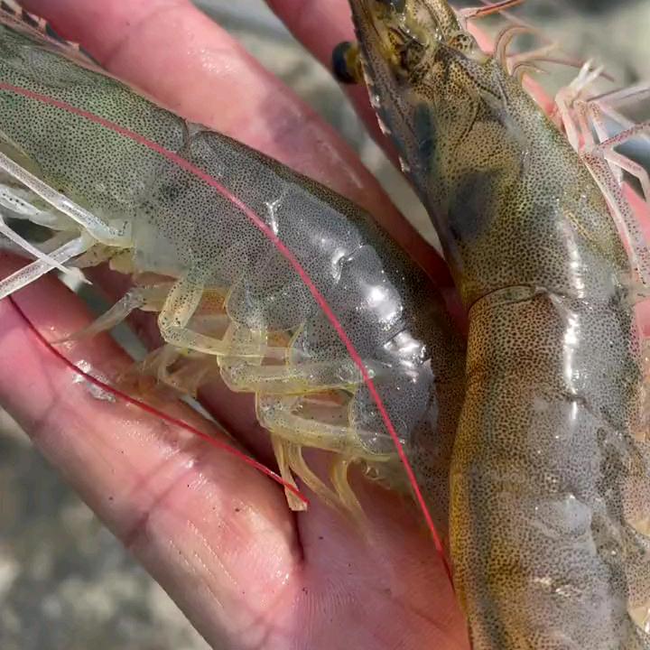 虾农老杜🦐