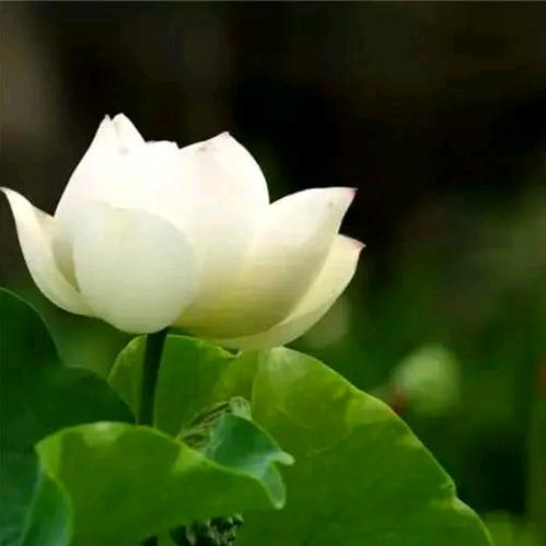 百花园酒家军宝