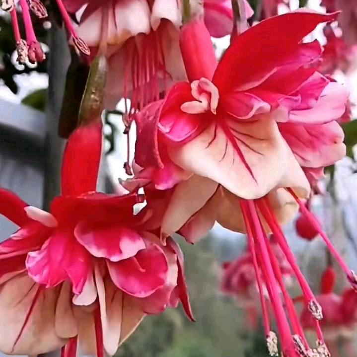 荷塘月色
