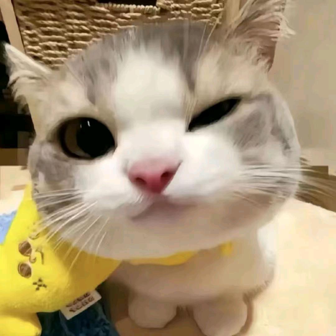 小凉的爹地头像