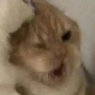 Catking