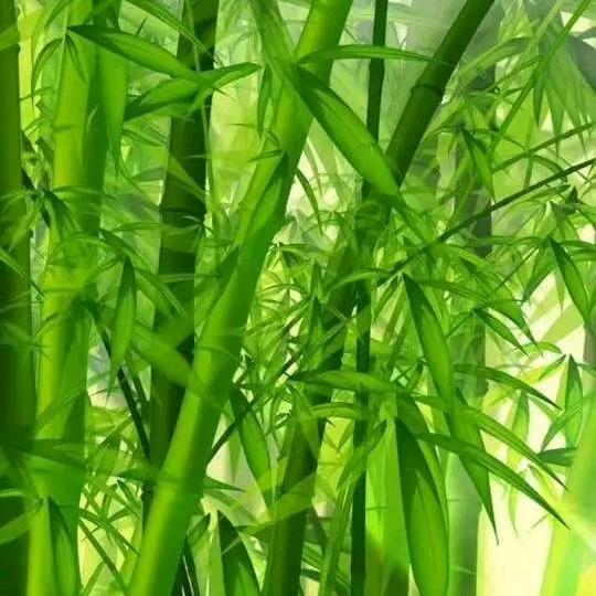 碰花碰水别碰情