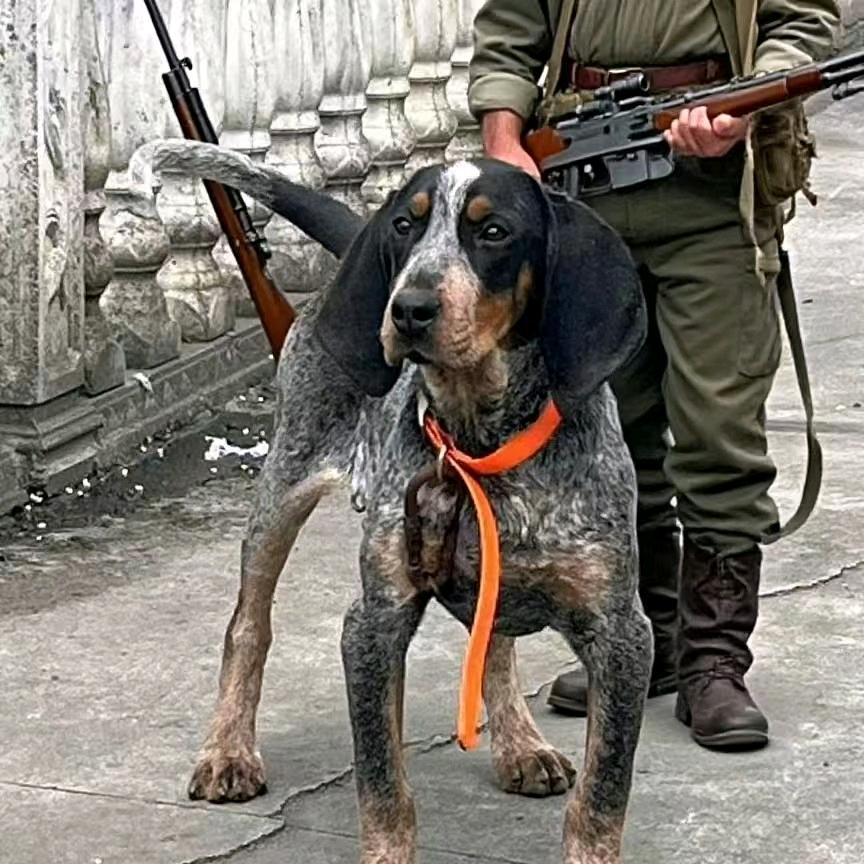 @实战猎犬