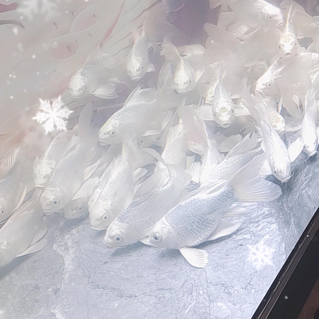 蝴蝶里水中仙子