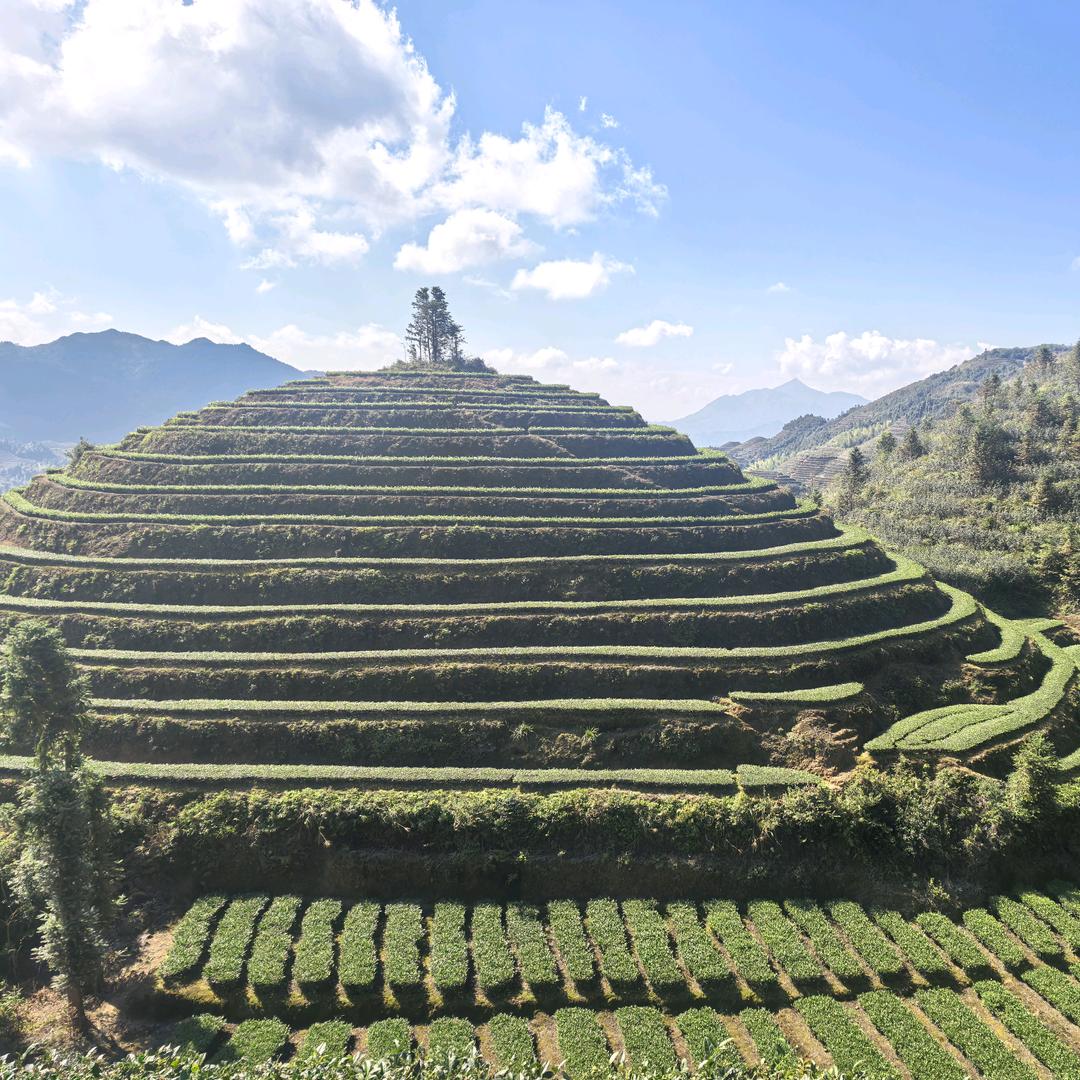 陶茶