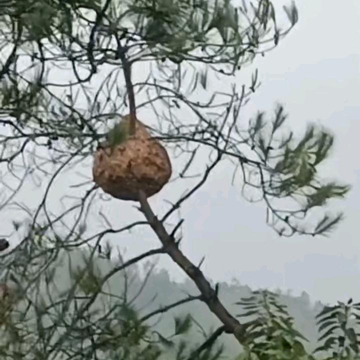 用户9571485007763小顺疯蜂