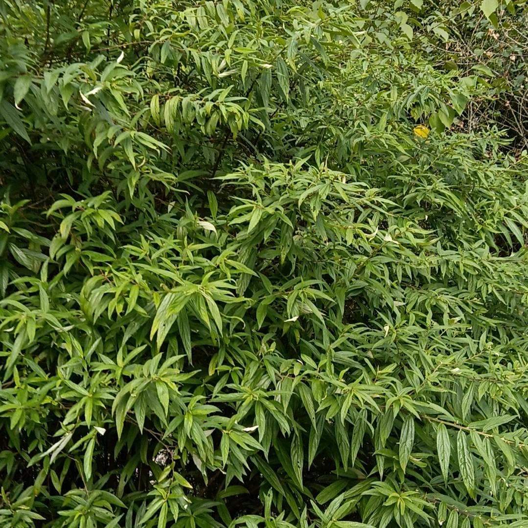 永远友你张