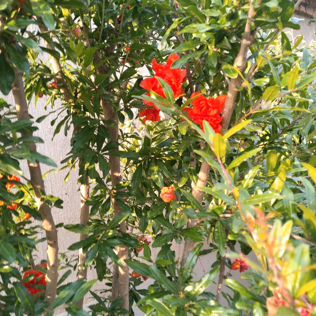 冰茜旺强果树苗木专卖店