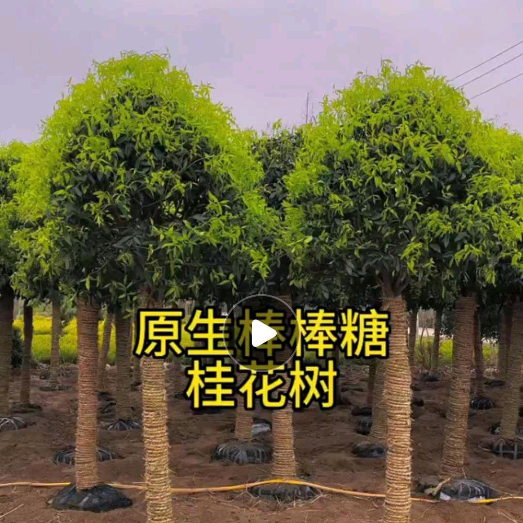 如意阁桂花园基地直发