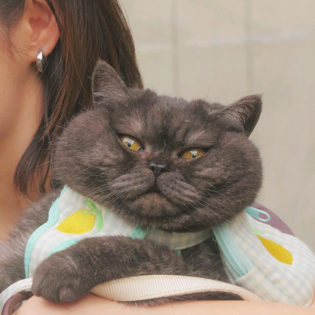 melon的每日一甲