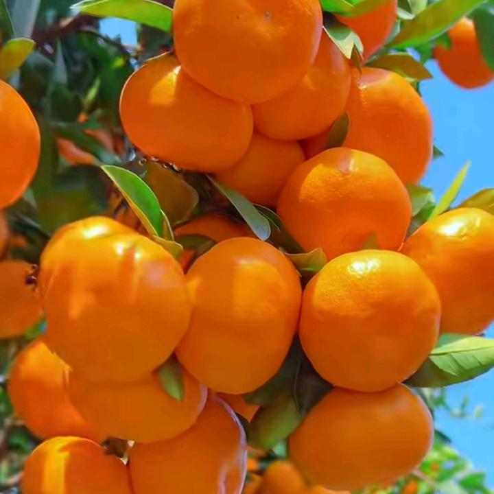 平