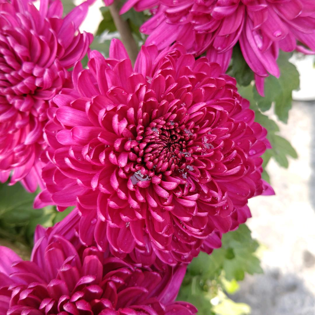 HL QP xfzj🌹🌹🌺🌺