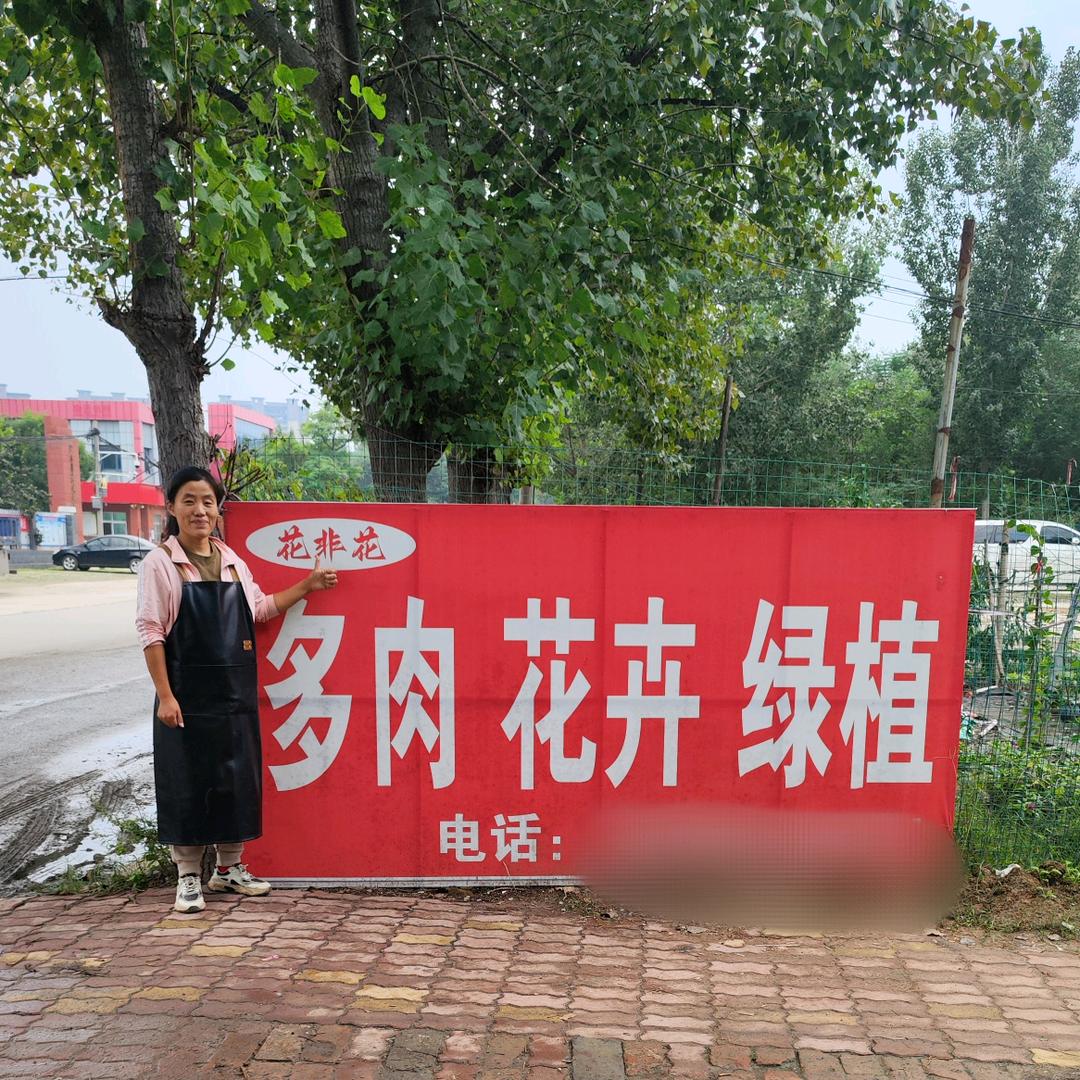 阳谷花非花多肉绿植大棚霞姐