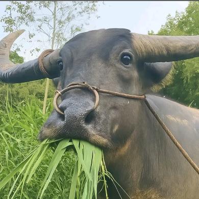 大水牛🐃