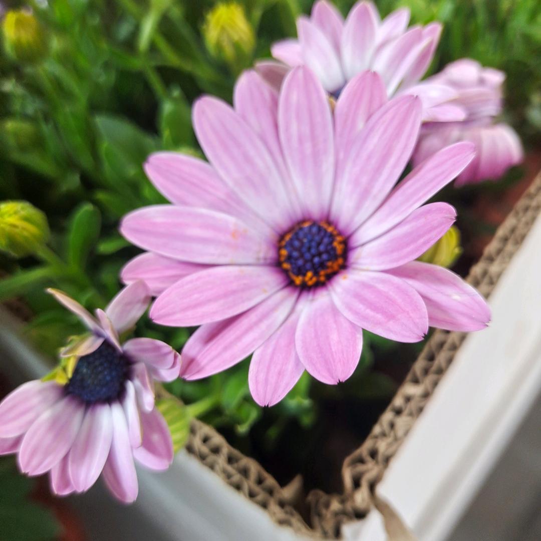 🌺吴忧🌹吴虑☘️