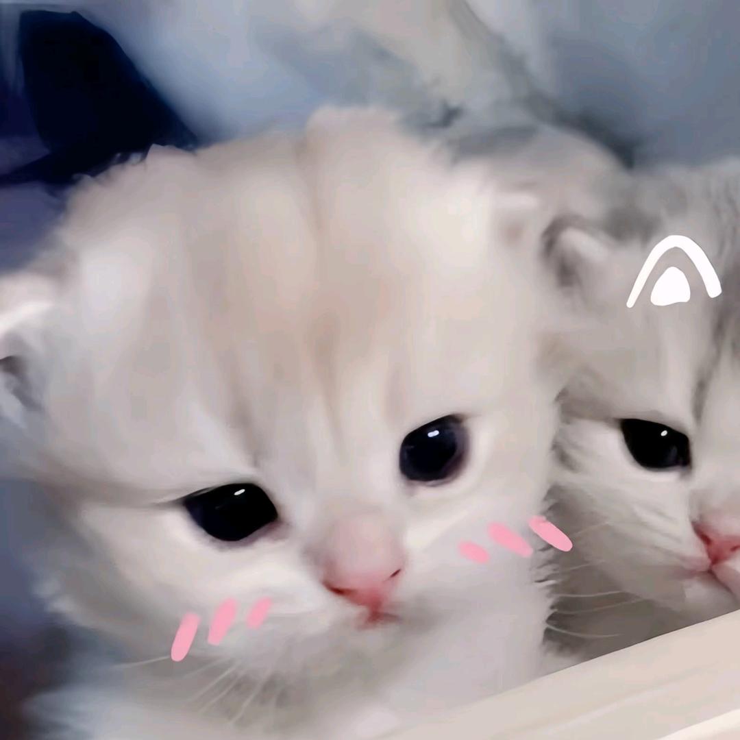 什么小蛋糕^