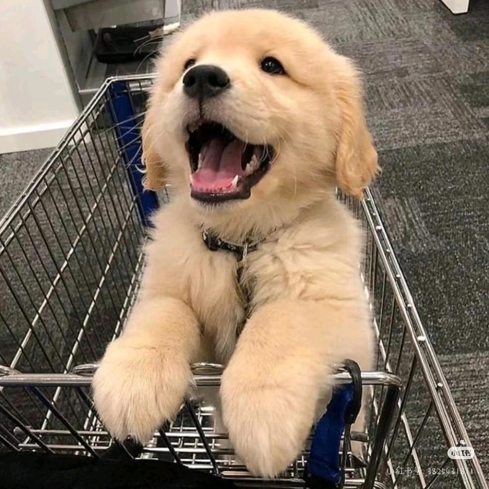 可儿