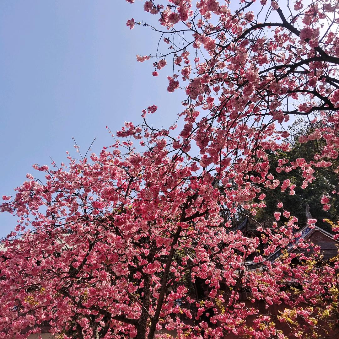 孤雁羽