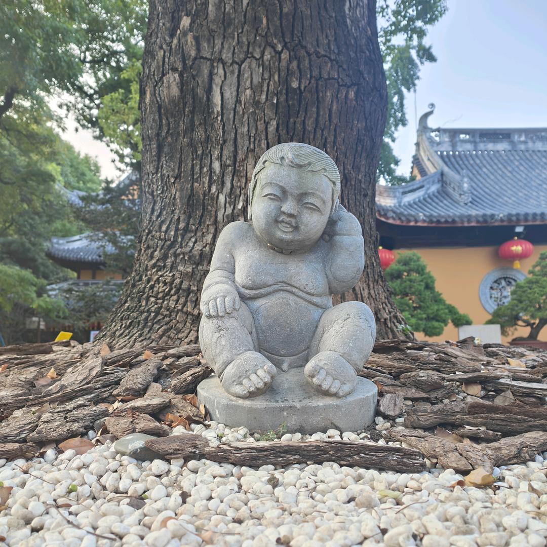 股市胖大海