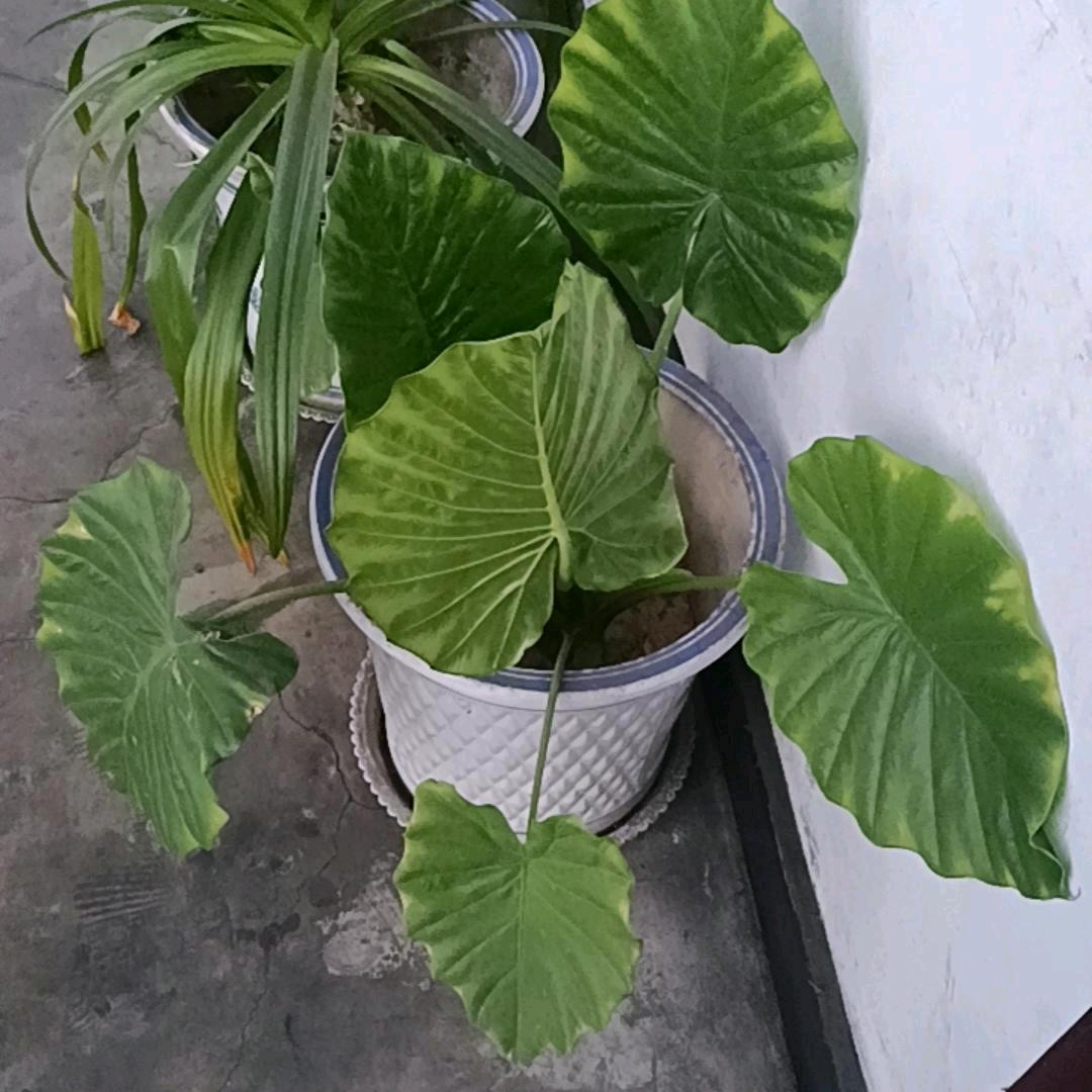 一生平安