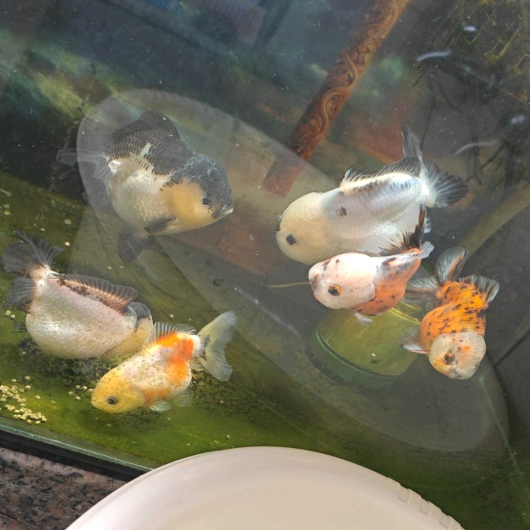 蛋蛋