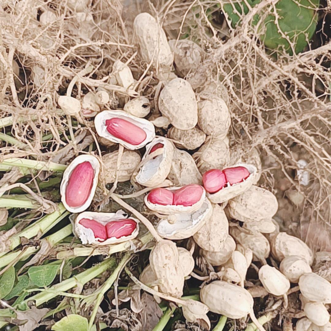 沂蒙山农家乐兰姐