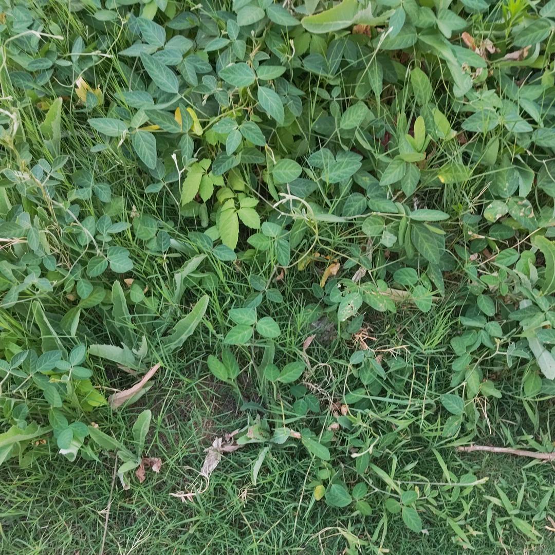 来看戏