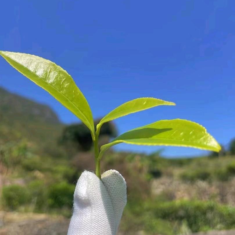 沁香茶业-一片树叶