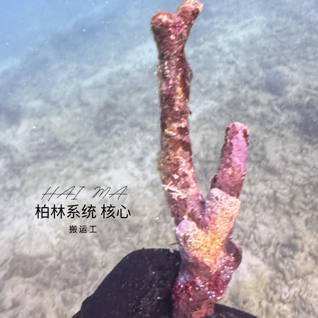 海马渔乐活石铺