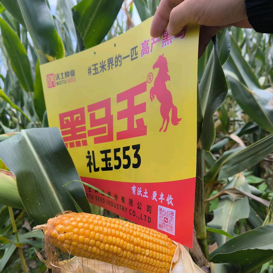 沃土种业李昌运