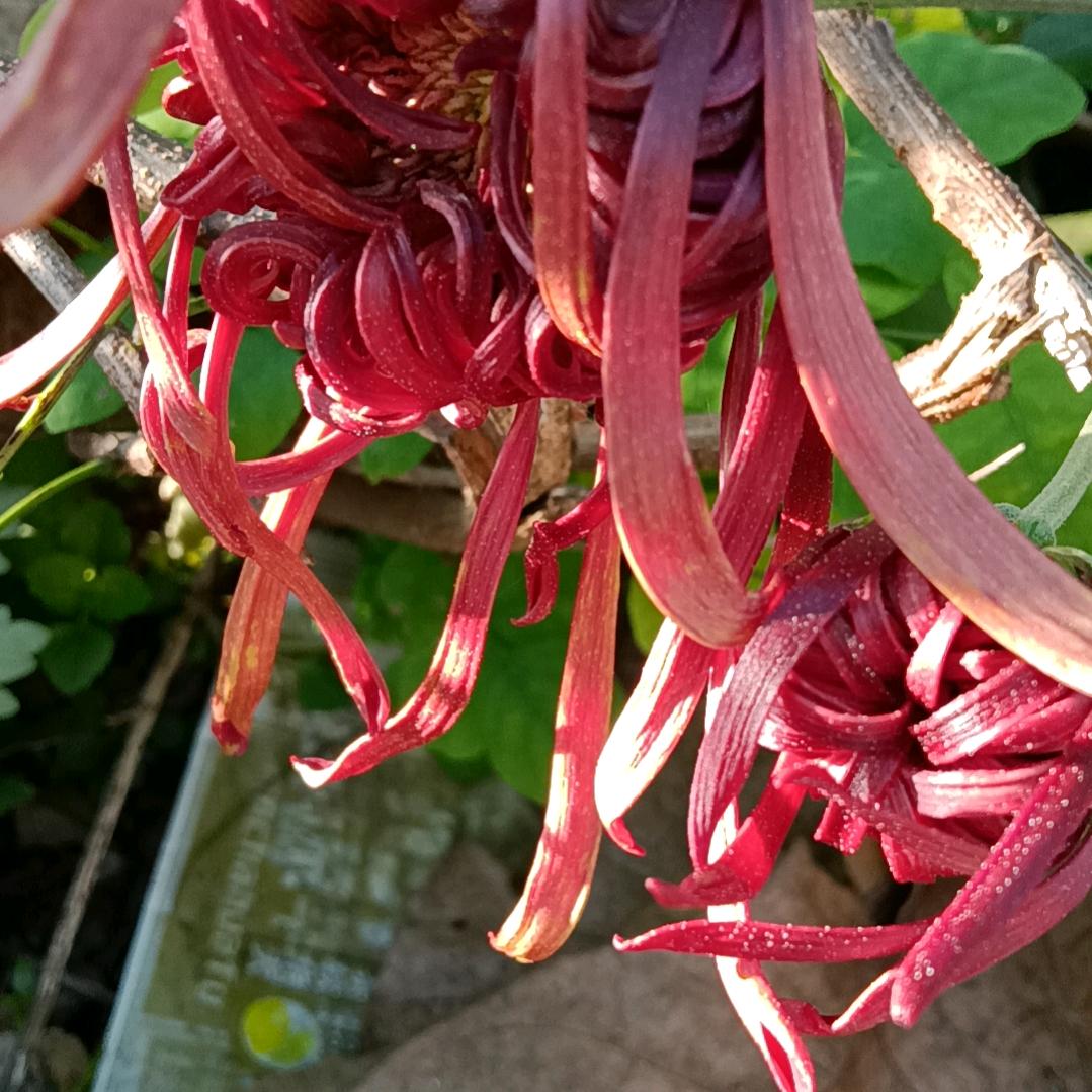 好运连连，（晚上7点）开播）。