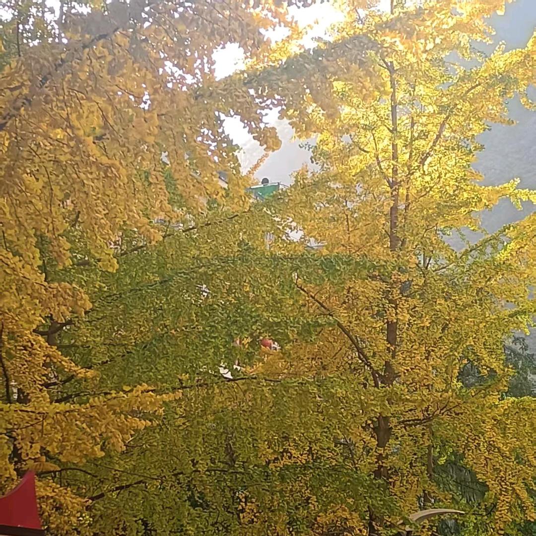 皮皮虾