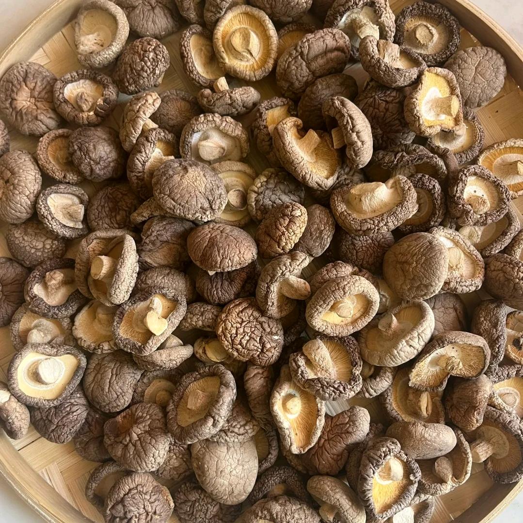 菇菇乐不停