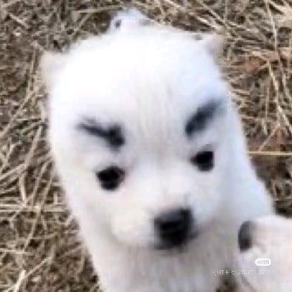 跟随地球转动均匀受热的小狗狗