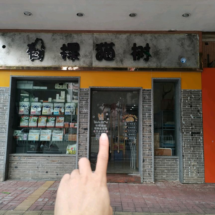 有棵猫树宠物生活馆（撸猫号）