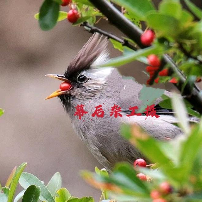 慕后杂工
