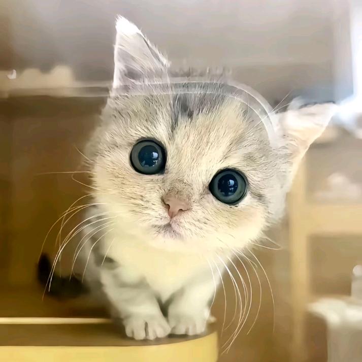 加菲