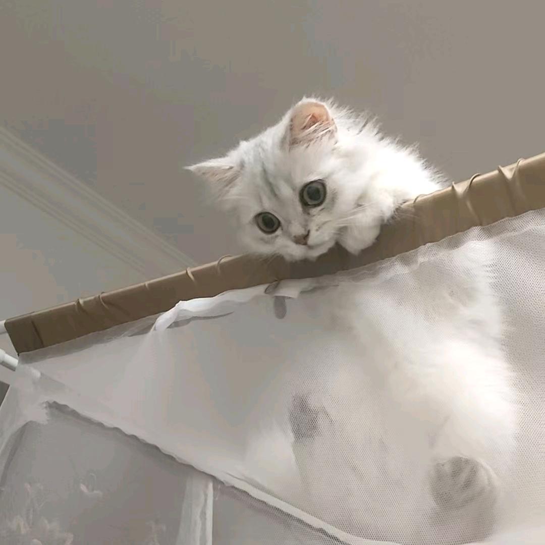 婷婷