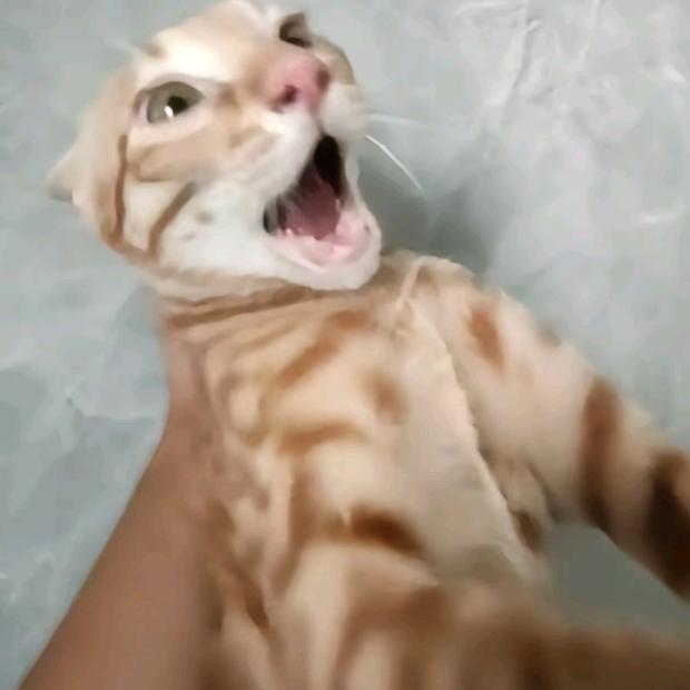 明年再说