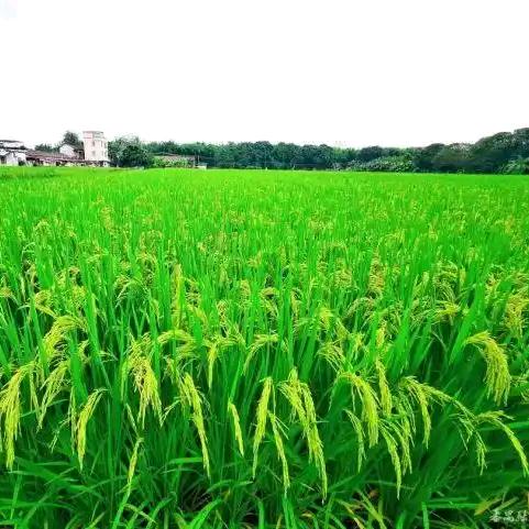 史进哥@吉旭源土地