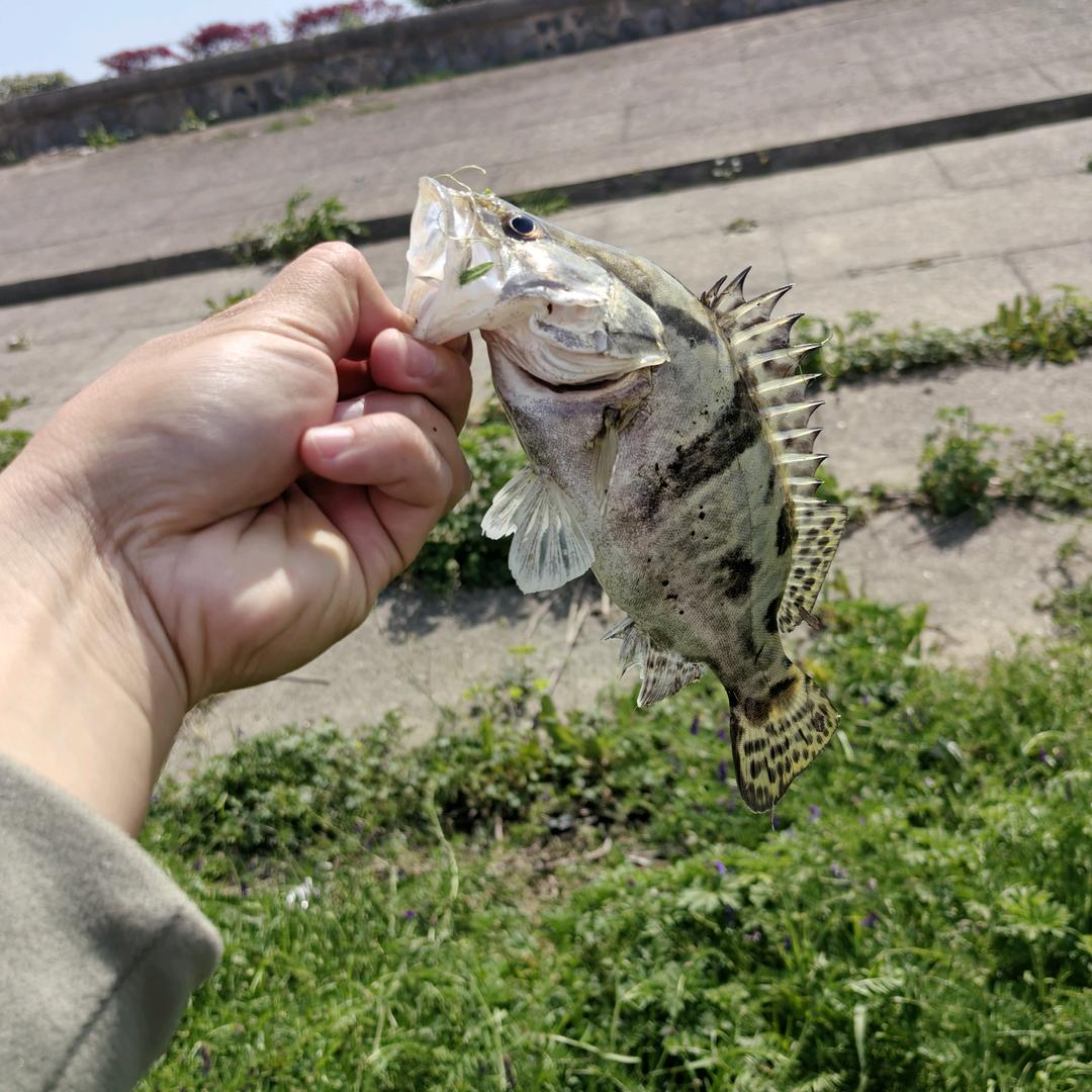 🌈破鳜🎣