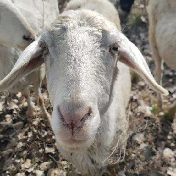 三农养殖【牧羊兄弟】