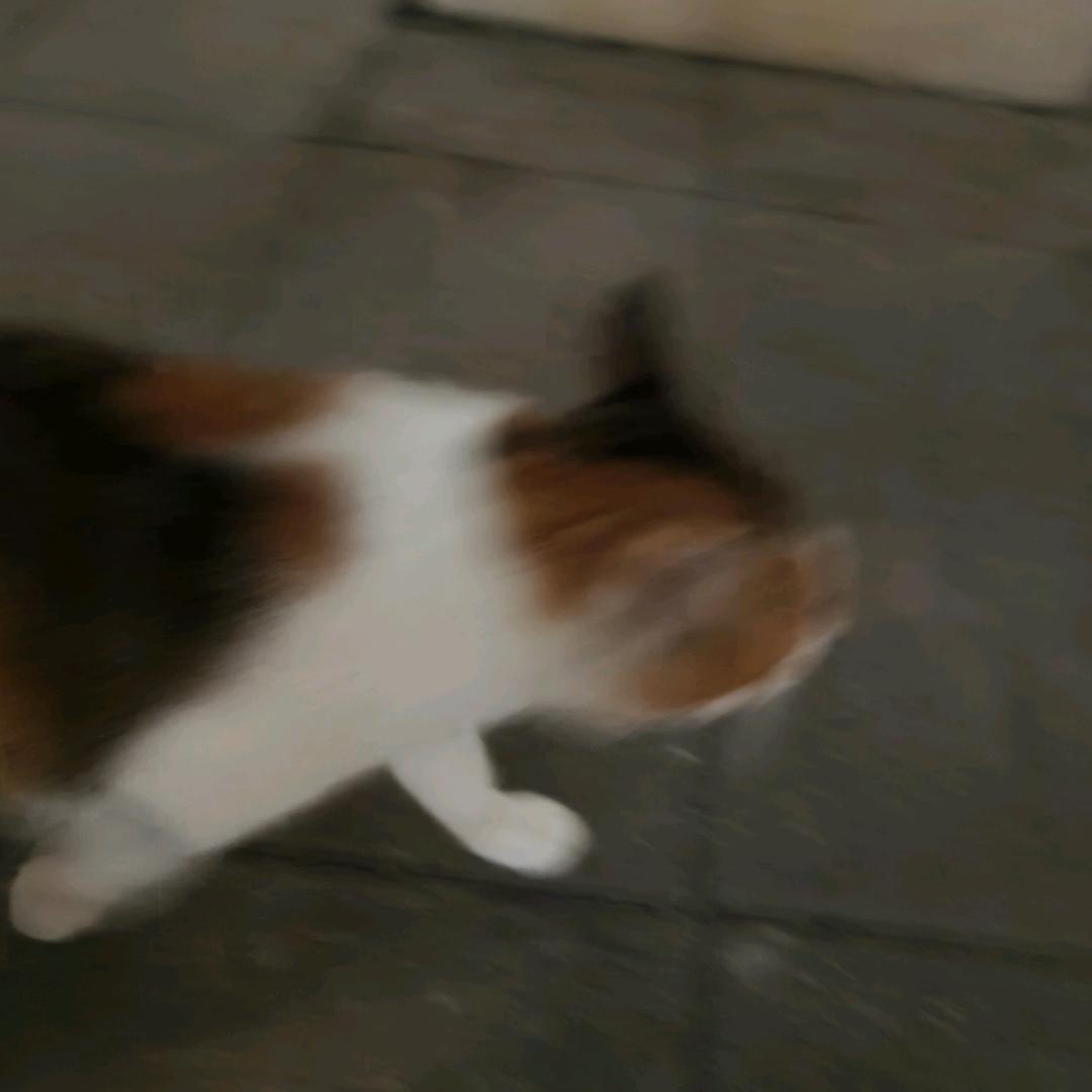 安可