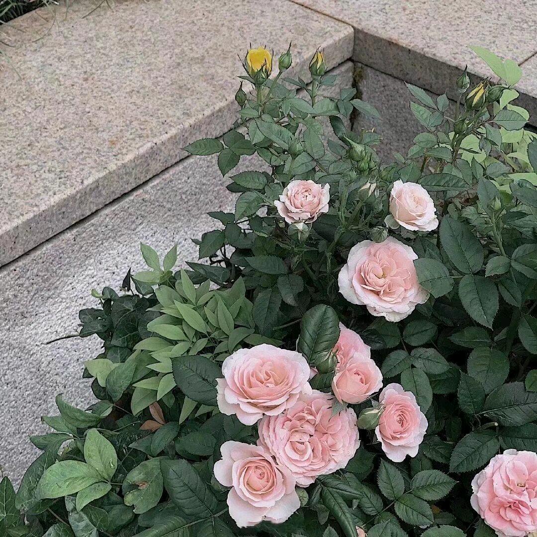 向日葵🌻