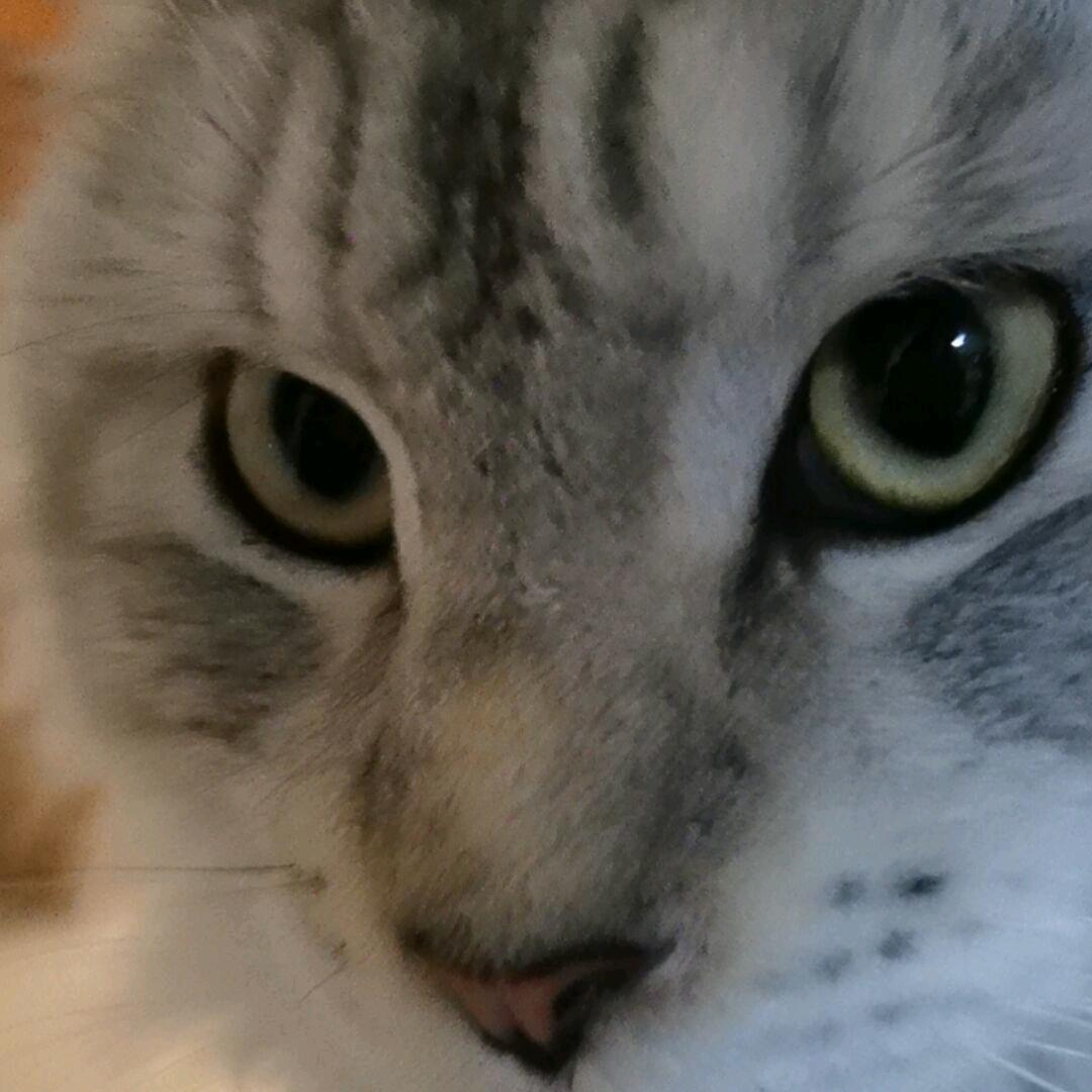 朝汐
