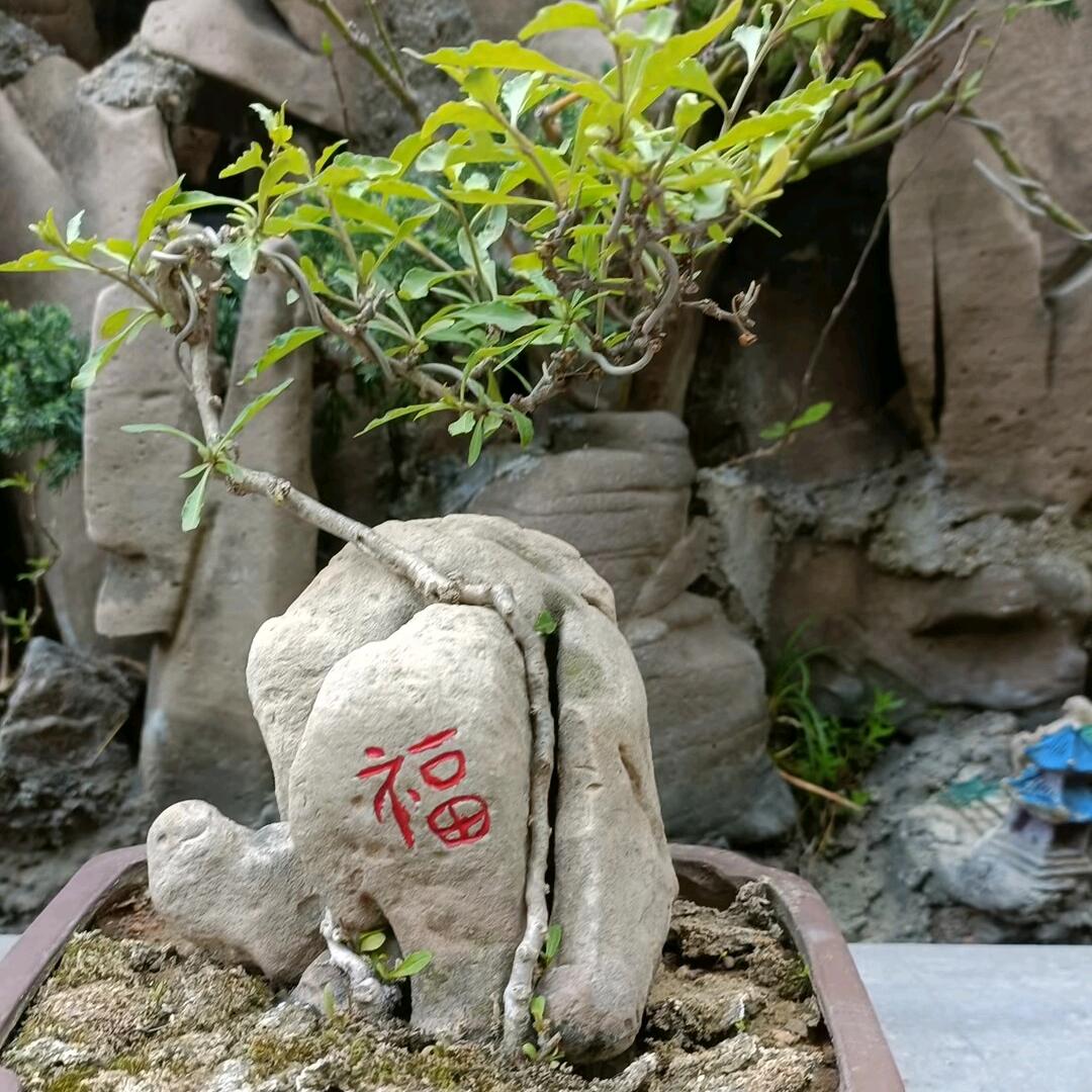 温馨小院【棠梨🍐】